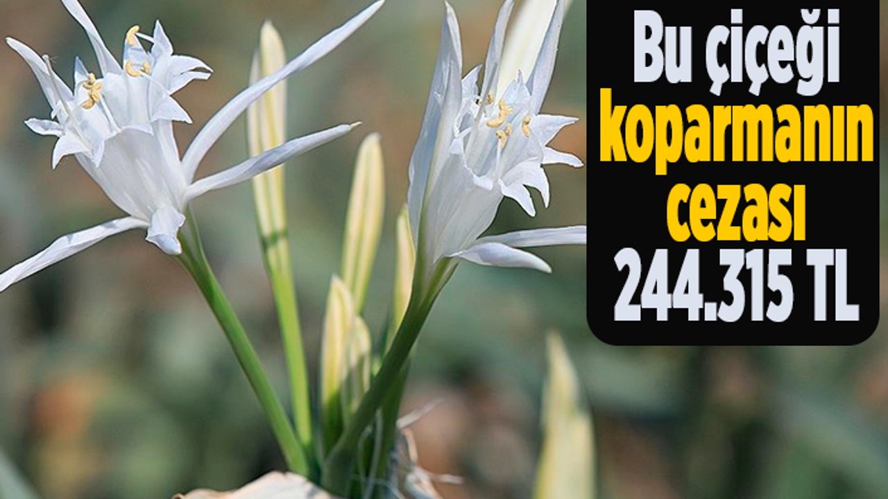 Bu çiçeği koparmanın cezası tam 244 bin lira!