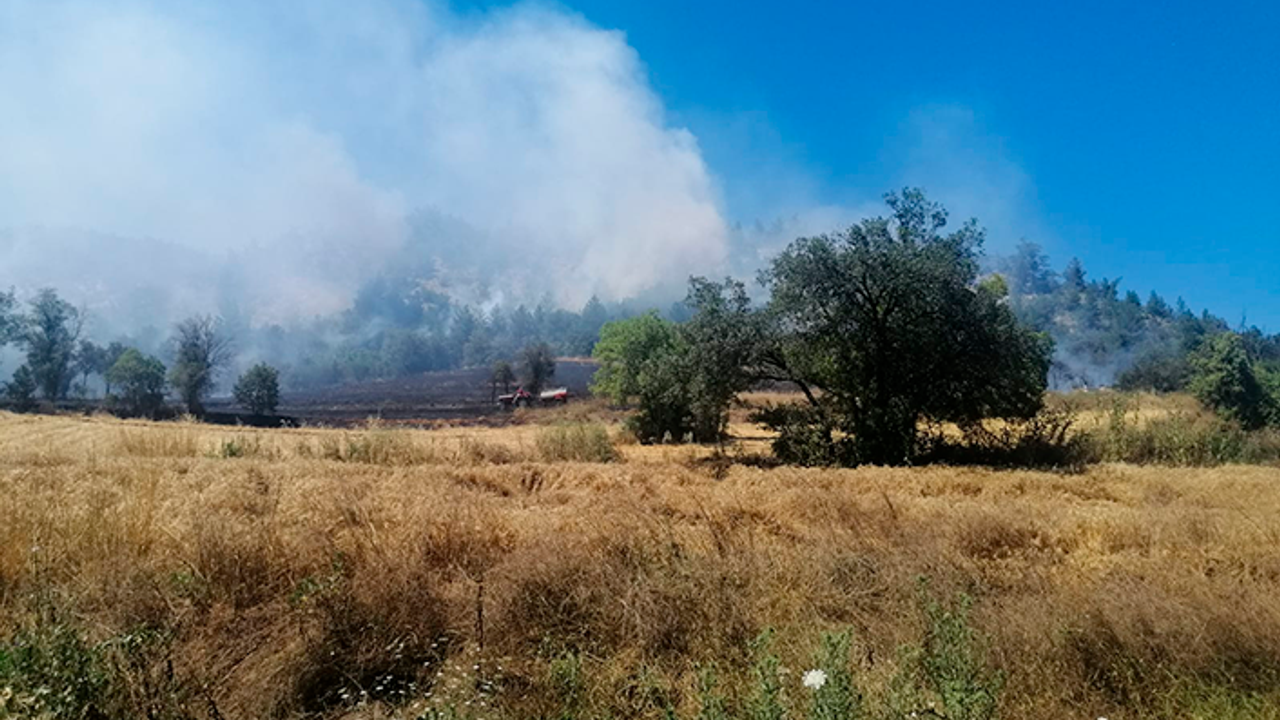 Karedeniz yanıyor! Bolu'da orman yangını çıktı