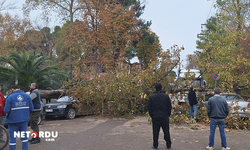 Samsun'da etkili olan şiddetli rüzgar ağaçları devirdi