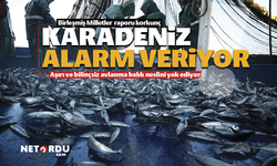 Karadeniz'de aşırı avlanma balık tür ve neslini yok ediyor