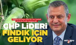 CHP Lideri Özgür Özel Ordu'da fındık toplayacak