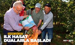 Daldaki yeşil altının ilk hasadı başladı