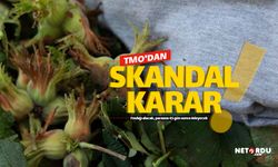 TMO'dan skandal fındık kararı!