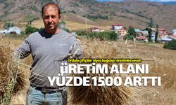 Ordu'da siyez buğdayı üretimi yüzde 1500 arttı
