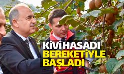 Yeni kivi hasat sezonu bereketiyle başladı