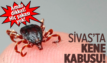 Sivas'ta kene yine 1 kişinin canını aldı!