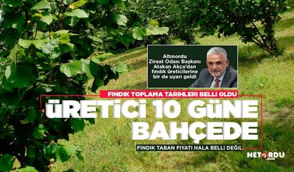 Ordu'da fındık toplama tarihleri belli oldu
