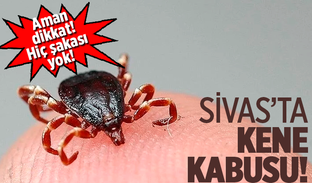 Sivas'ta kene yine 1 kişinin canını aldı!