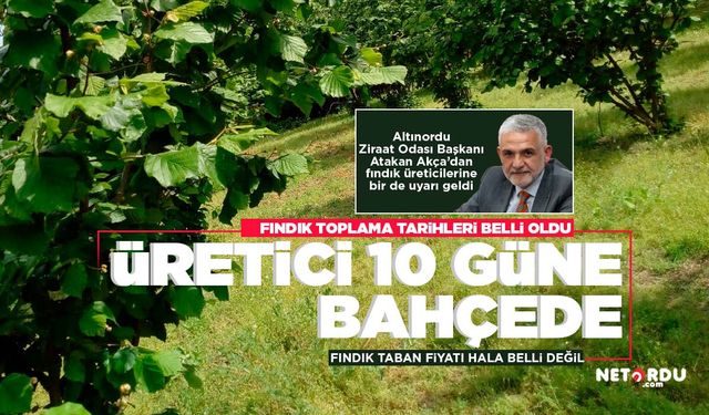 Ordu'da fındık toplama tarihleri belli oldu