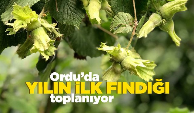 Ordu'da yılın ilk fındık hasadına başlandı