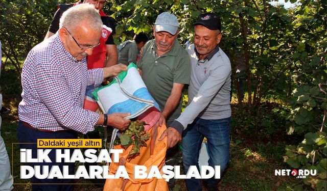 Daldaki yeşil altının ilk hasadı başladı