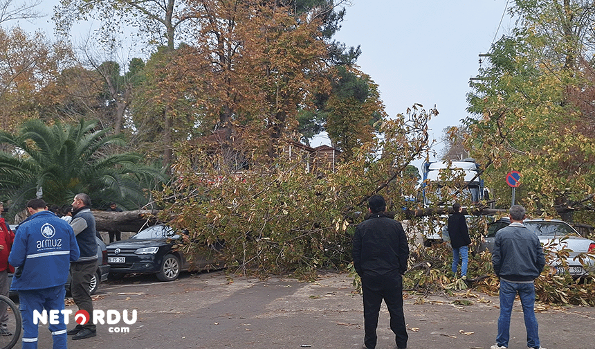 Samsun'da etkili olan şiddetli rüzgar ağaçları devirdi