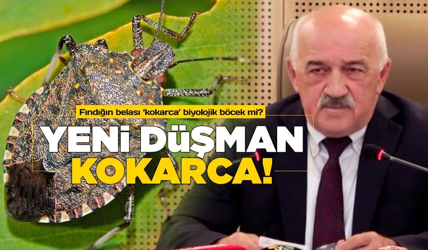 Fındığın belası kokarca biyolojik böcek mi?