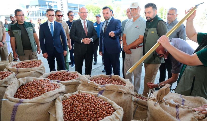 TMO ilk fındıkları Bulancak'ta almaya başladı