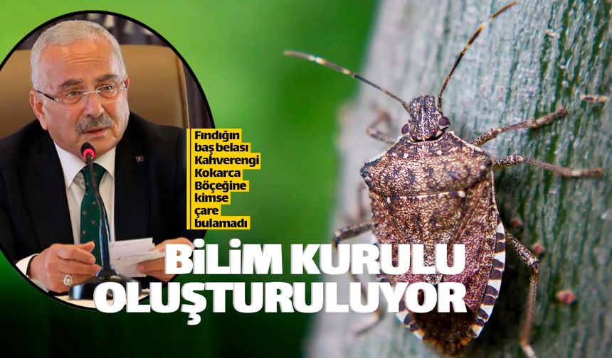 Kahverengi Kokarca için Bilim Kurulu geliyor