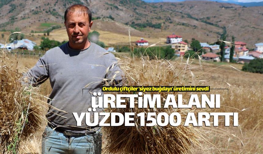Ordu'da siyez buğdayı üretimi yüzde 1500 arttı