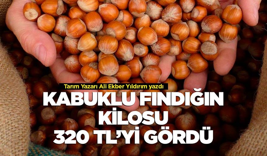 Kabuklu fındığın kilosu 320 lirayı gördü