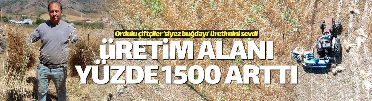 Ordu'da siyez buğdayı üretimi yüzde 1500 arttı